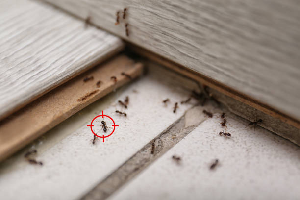 Best Rat Extermination Near Me  in Weed, CA