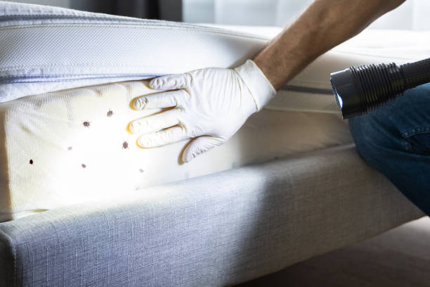  Weed, CA Pest Control Pros