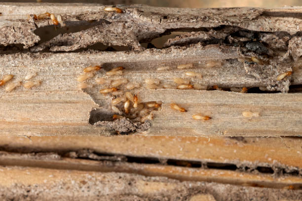Reliable Weed, CA Pest Control Solutions